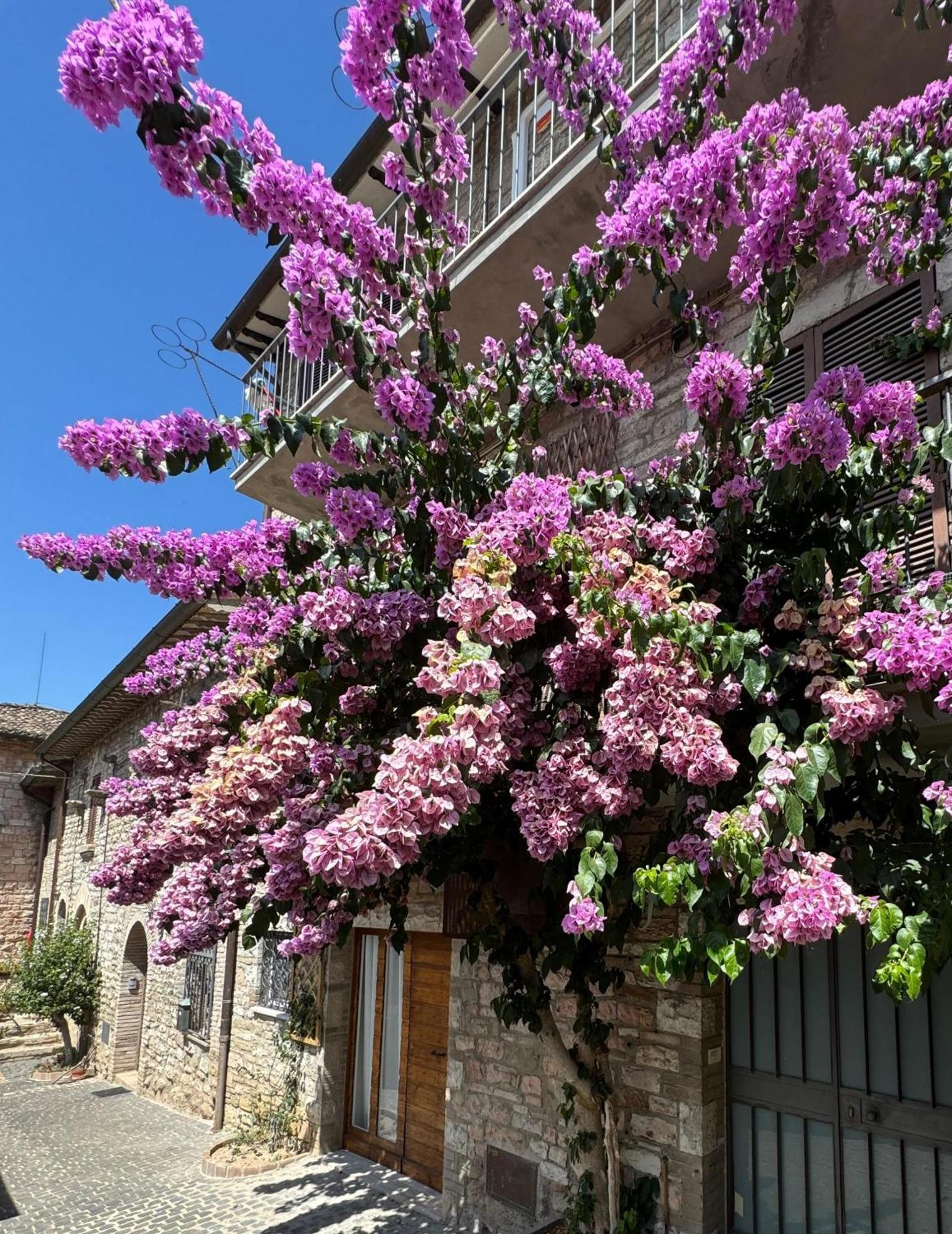 La Bouganville Assisi Dış mekan fotoğraf